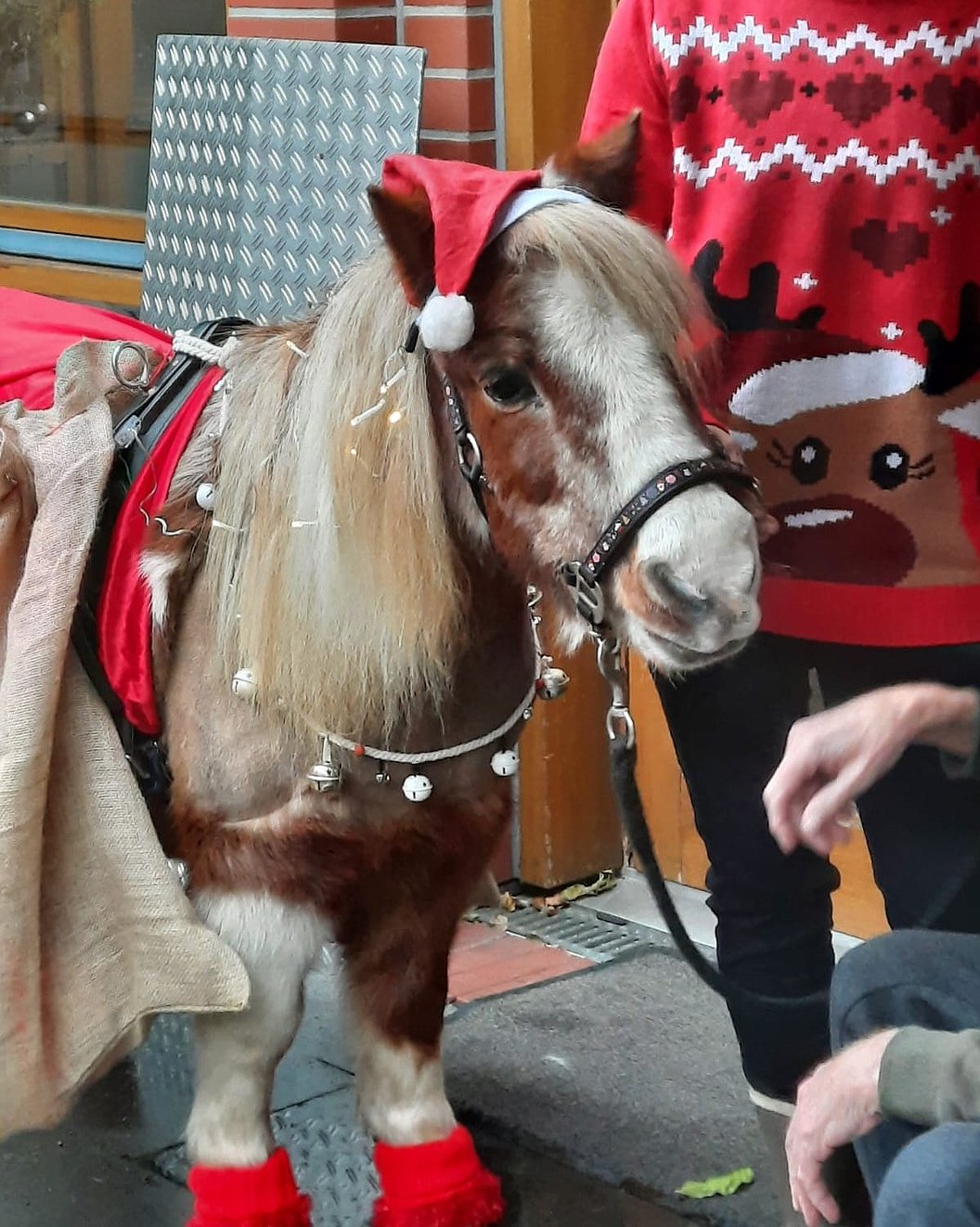 Weihnachtlich geschmücktes Mini-Pony mit rotem Hut und Glocken, begleitet von Person in festlichem Pullover.